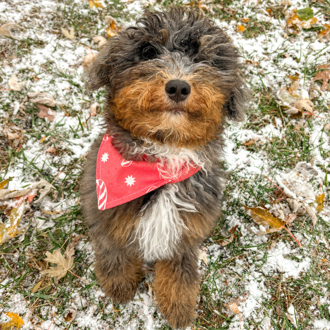 Candy Cane Bandana