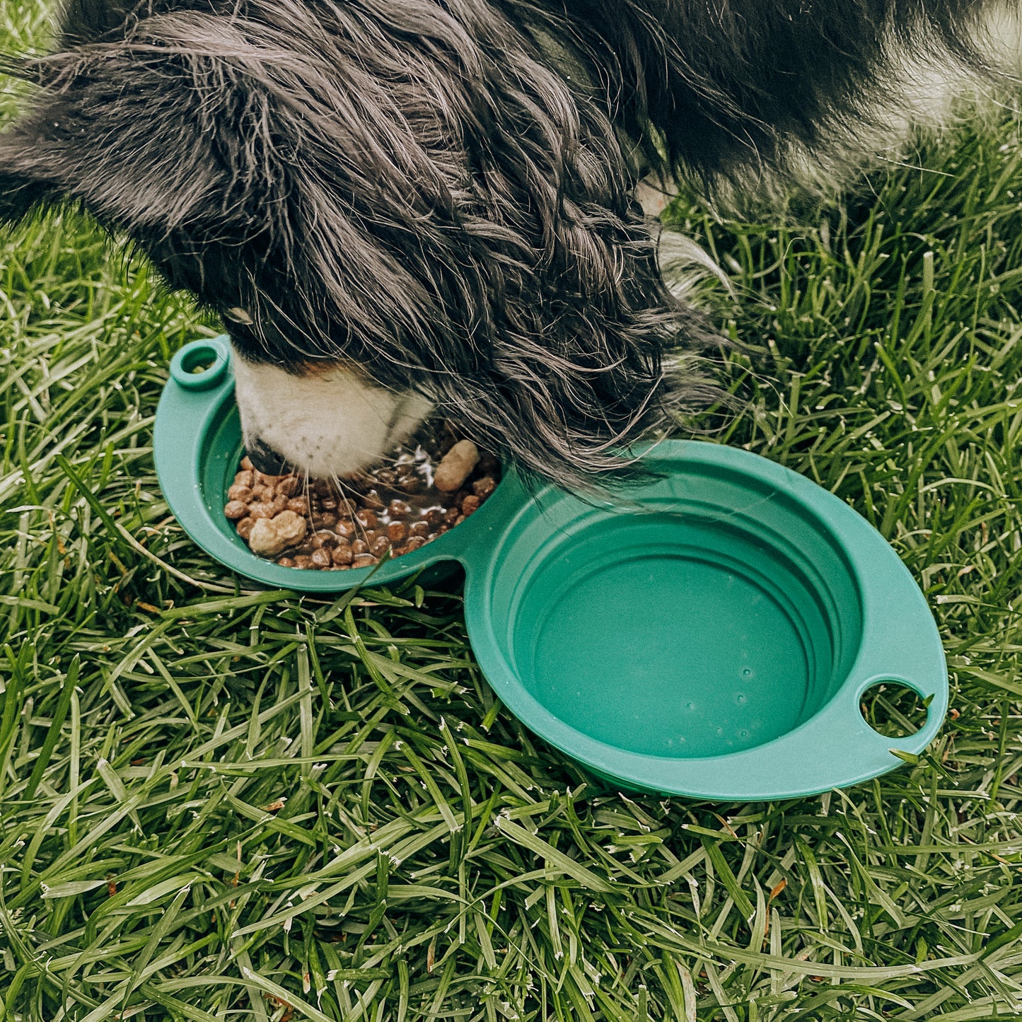 2-in-1 Travel Dog Bowl