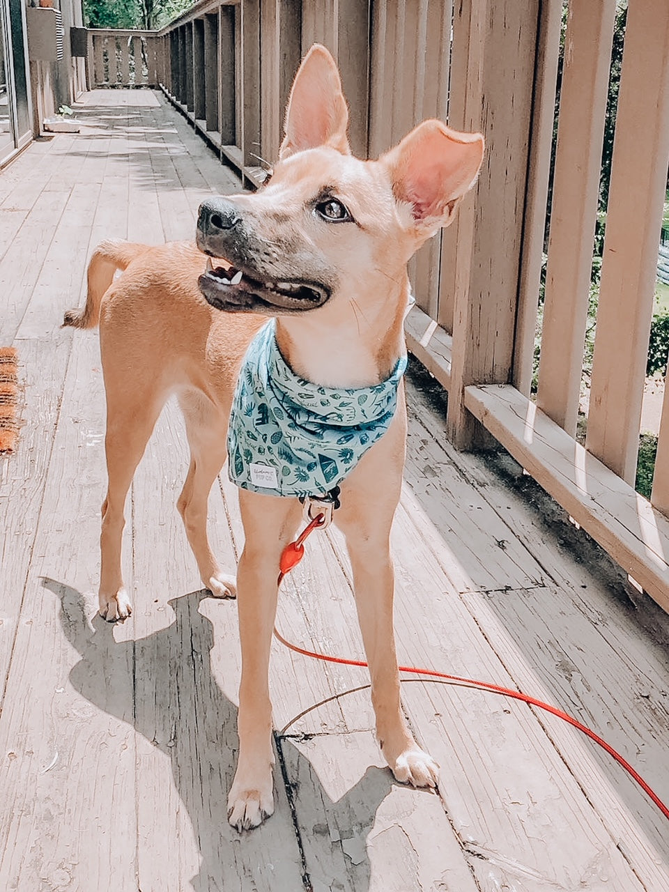 Sage green camping patterned dog bandana