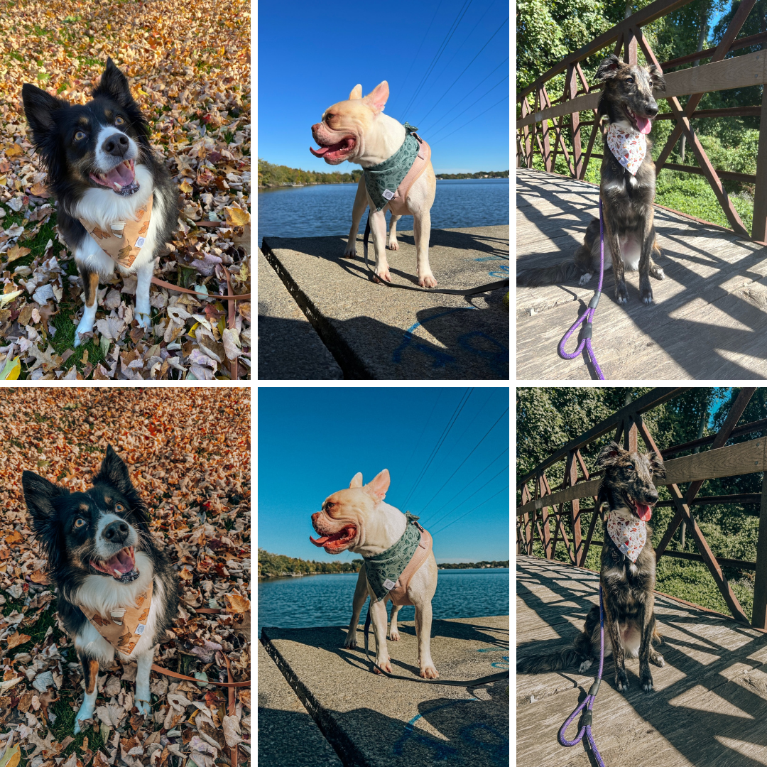 Granola Dog Preset Pack