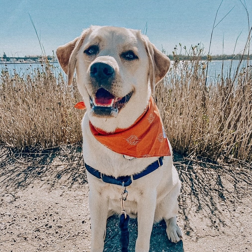 Orange desert sun boho tie dog bandana