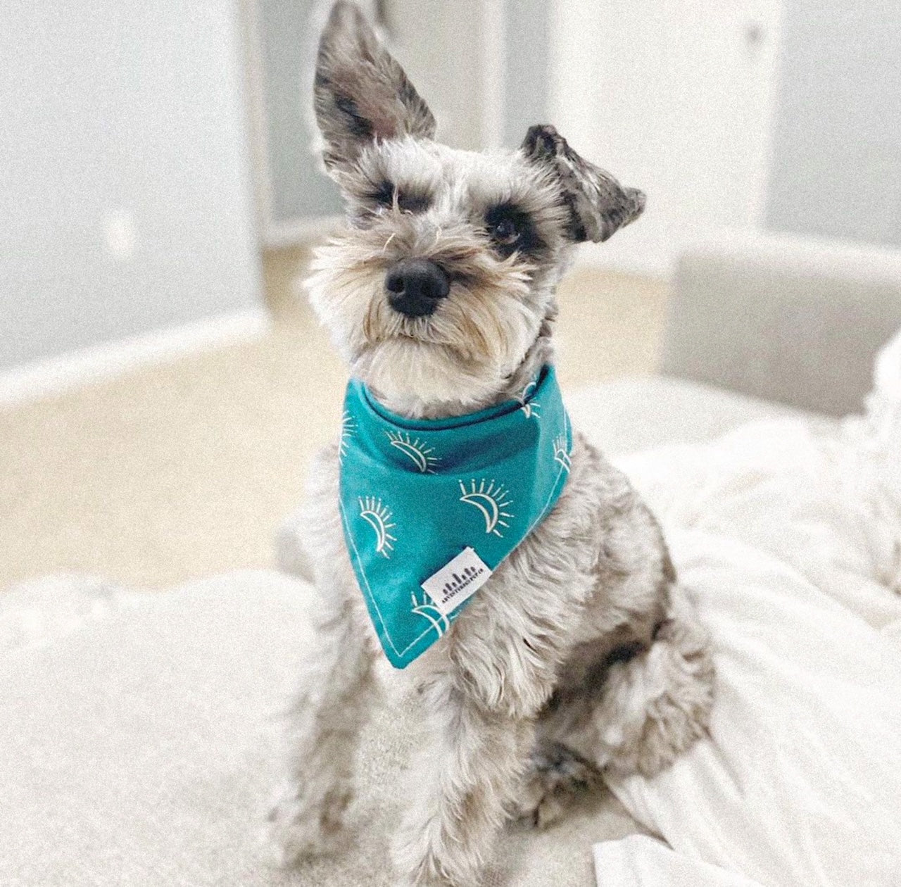 Boho Teal moon tie dog bandana