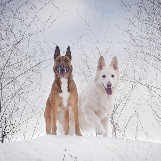 Winter Wonderland: Preparing Your Dog for Cold-Weather Adventures