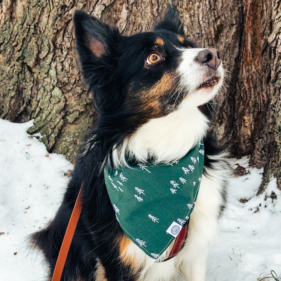 Auggie Bandana