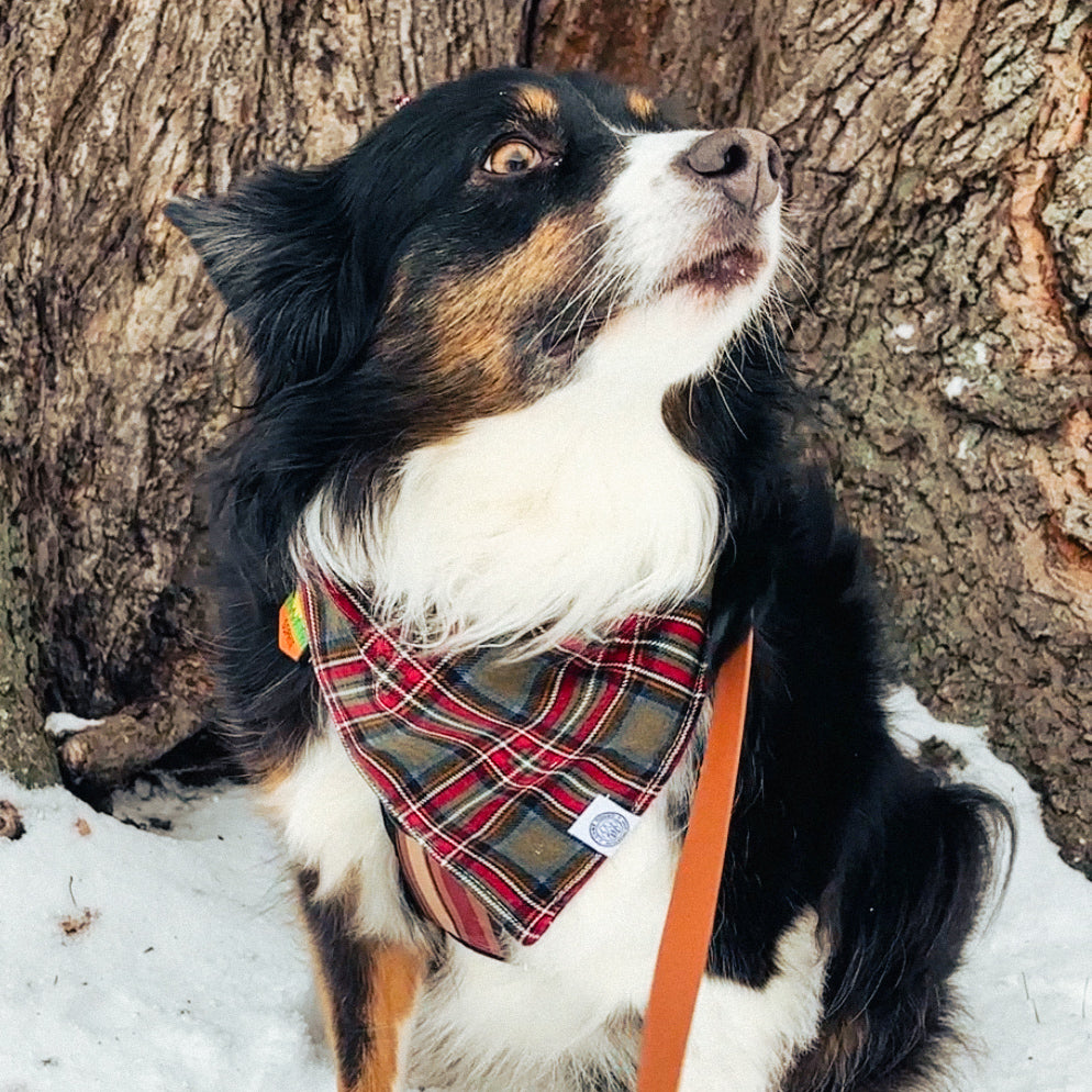 Apex Bandana