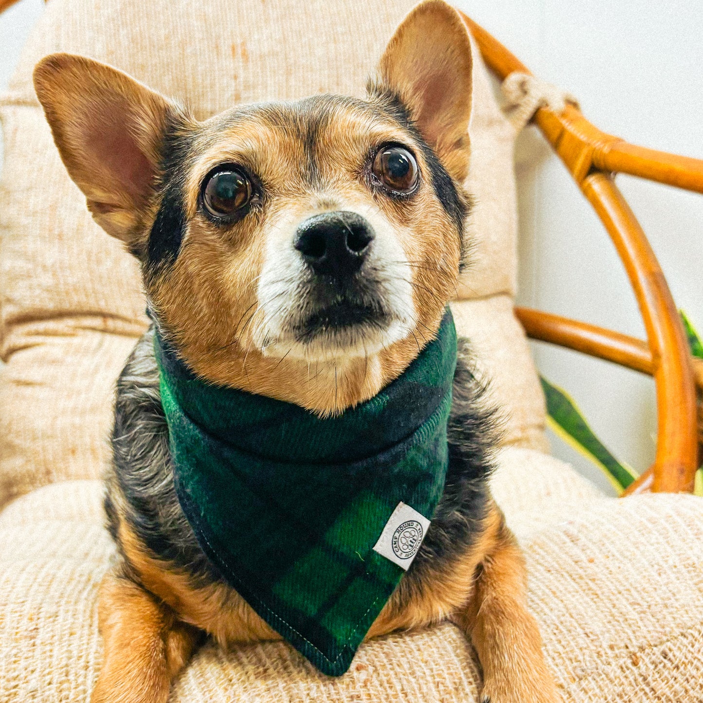 Ollie Bandana