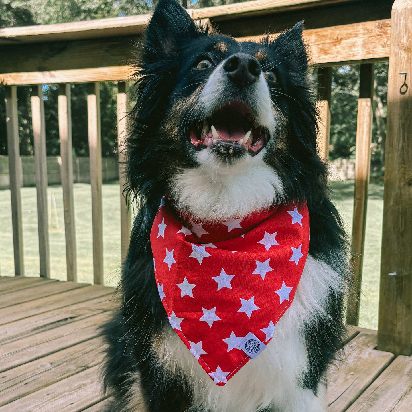 Sammy Bandana