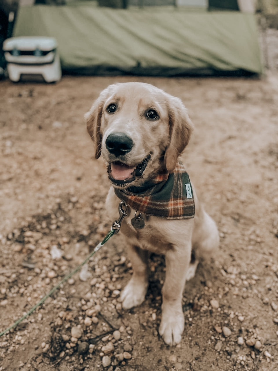 Green and orange plaid flannel tie dog bandana on a yellow lab while camping