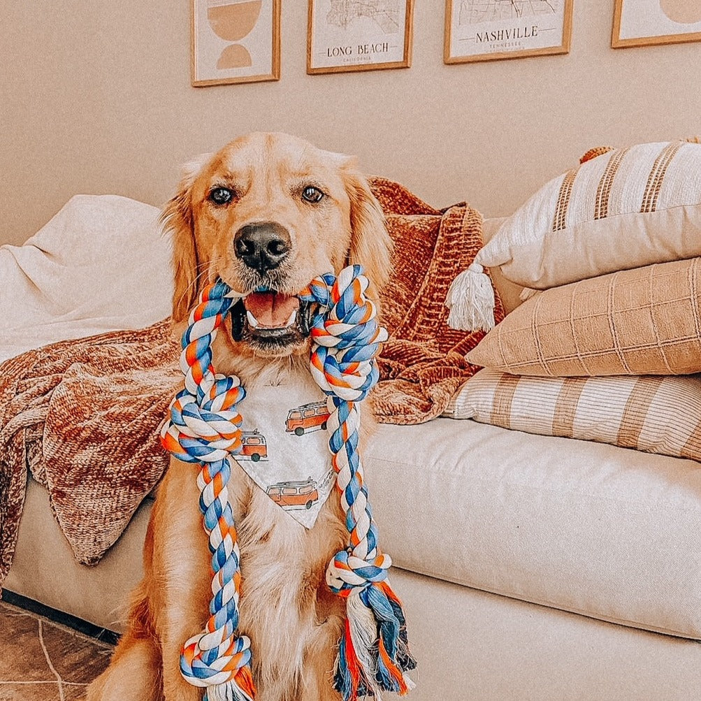 Golden retriever wearing a van life dog bandana